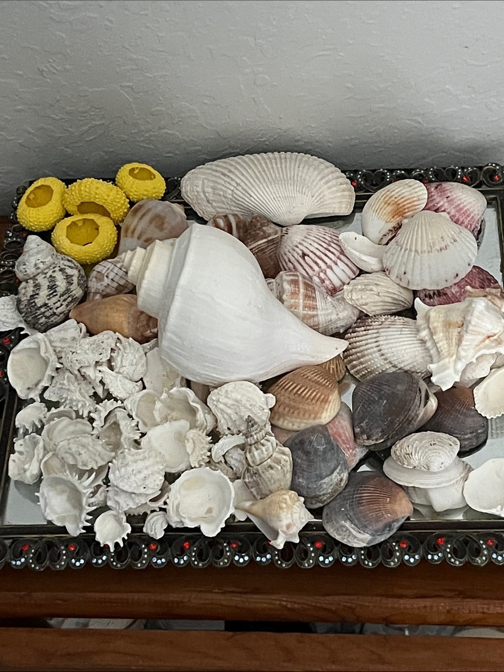 Florida Mixed Seashell Collection - Assorted Natural Shell W 5in Fossil Welk